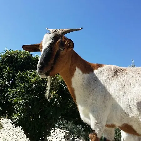 Valata Minusa Country Cannizzara